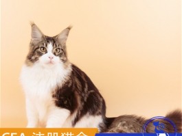 猫咪多少天睁眼：新生猫咪的成长秘密