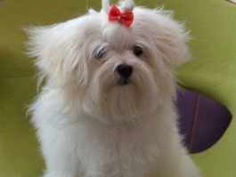两个月的金毛多大？了解金毛幼犬的生长发育
