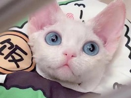 狗狗一直舔：揭秘背后的原因与应对策略