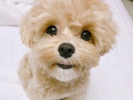 猫睡觉间歇打颤什么原因？
