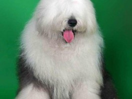 3个月博美犬怎么喂养：全面指南