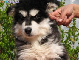 两个月小狗有狂犬病吗？——宠物医生的专业解答