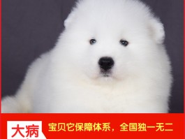 宠物重口味是什么原因？揭秘背后的真相