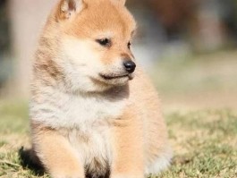 缅因猫四个月大：成长与护理指南