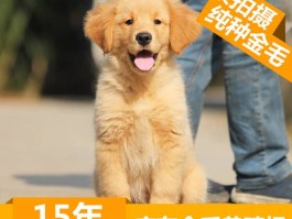 狗狗半夜叫怎么办：宠物医生的专业建议