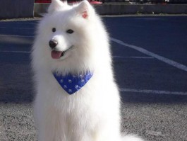 三个月大的小狗玩具：为幼犬成长挑选最佳伴侣