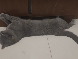 狗狗眼睛瞎了怎么办：宠物主人必看指南