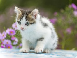 四个月比熊需要补钙吗？——比熊犬补钙指南