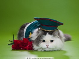 猫咪吃老鼠补充什么？揭秘营养真相