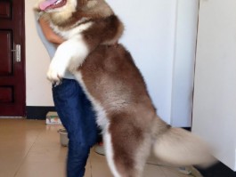 3个月的狗有狂犬病吗？揭开真相，确保宠物健康