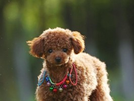 狗狗会假怀孕吗？揭秘这一神秘现象