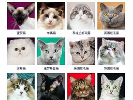 狗狗能吃香油吗？宠物医生为您解答