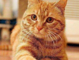 猫怀孕乱拉什么原因？揭开真相，确保孕期健康