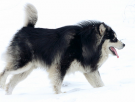 一个月的贵宾犬怎么养：新手指南与关键要点
