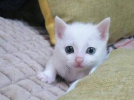 猫咪小儿阿莫西林：宠物家长必备知识