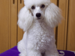 比特犬几个月开胸发头：了解比特犬成长的关键时期