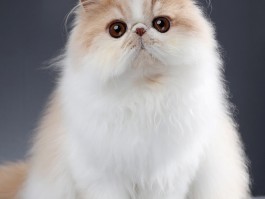 猫咪分娩前兆：如何判断猫咪即将生产