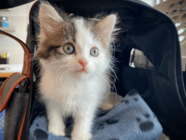 标题：狗狗成长过程：从新生儿到成熟犬的蜕变之旅