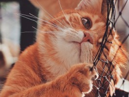 猫咪给主人：温暖相伴的每一刻