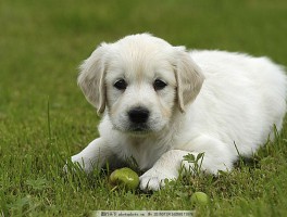 2个月法斗犬饲养技巧