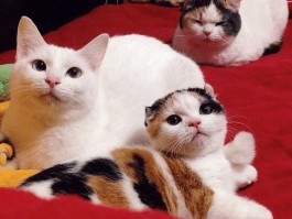 2个月的小猫能打疫苗吗？——小猫疫苗接种全攻略