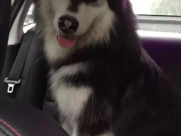 杜宾长到几个月：了解杜宾犬的生长周期与养护要点