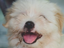 一个月幼兔的喂养方法
