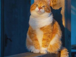 猫剩粮什么原因？揭秘猫咪剩饭的真相