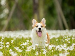猫咪耐热：夏日宠物护理全攻略