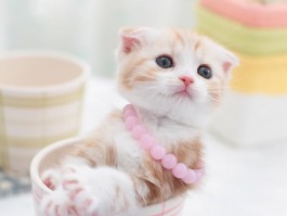 狗狗哪个品种最聪明