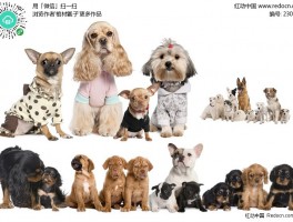 狗狗多大才能洗澡