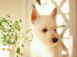 猫咪呕吐吃什么？宠物医生的专业建议