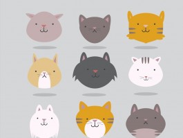 猫咪收养：开启温馨的家庭生活