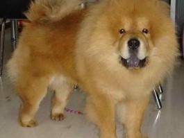 三个月的狗算幼犬吗？揭秘狗狗成长的关键阶段
