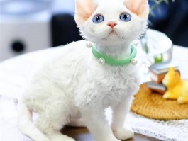 狗狗可以吃芝士片吗？