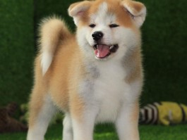 三个月的金毛多大？了解幼犬成长的关键阶段