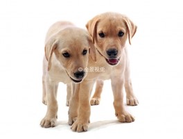 杜高四个月能长多大？揭秘杜高犬的生长速度与发育特点