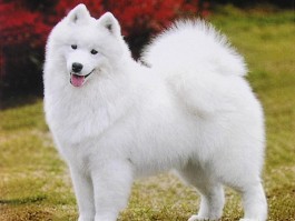 下垂狗狗眼：原因、症状与治疗方法
