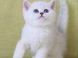 猫咪中暑症状：如何识别与应对