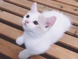 小猫咪成长过程：从顽皮小猫到优雅成年猫的蜕变