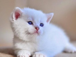 猫咪拉的尿：了解猫咪健康的重要指标