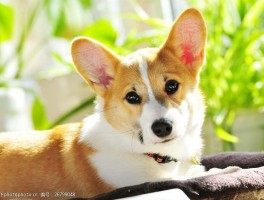 阿拉斯加犬三个月大：成长与护理指南