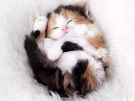 猫咪会流泪吗？揭开猫咪泪水的秘密