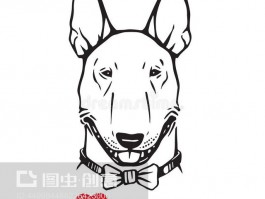 三个月边牧补钙：健康成长的关键步骤