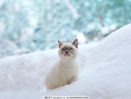 猫咪感冒：症状、治疗与预防全解析