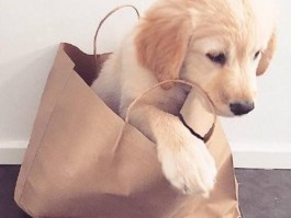 猫吃香葱是什么原因