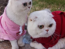 2个月猫吃酸奶：了解其对猫咪健康的影响