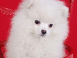 泰迪几个月会汪汪叫：了解泰迪犬的语言