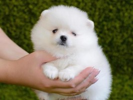 3个月狗狗掉毛怎么办：原因分析与应对策略