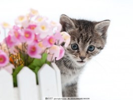母猫咪：关爱与健康的全方位指南